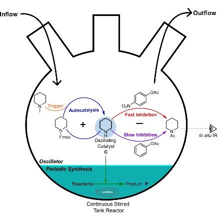 The first organic oscillator that makes catalysis swing