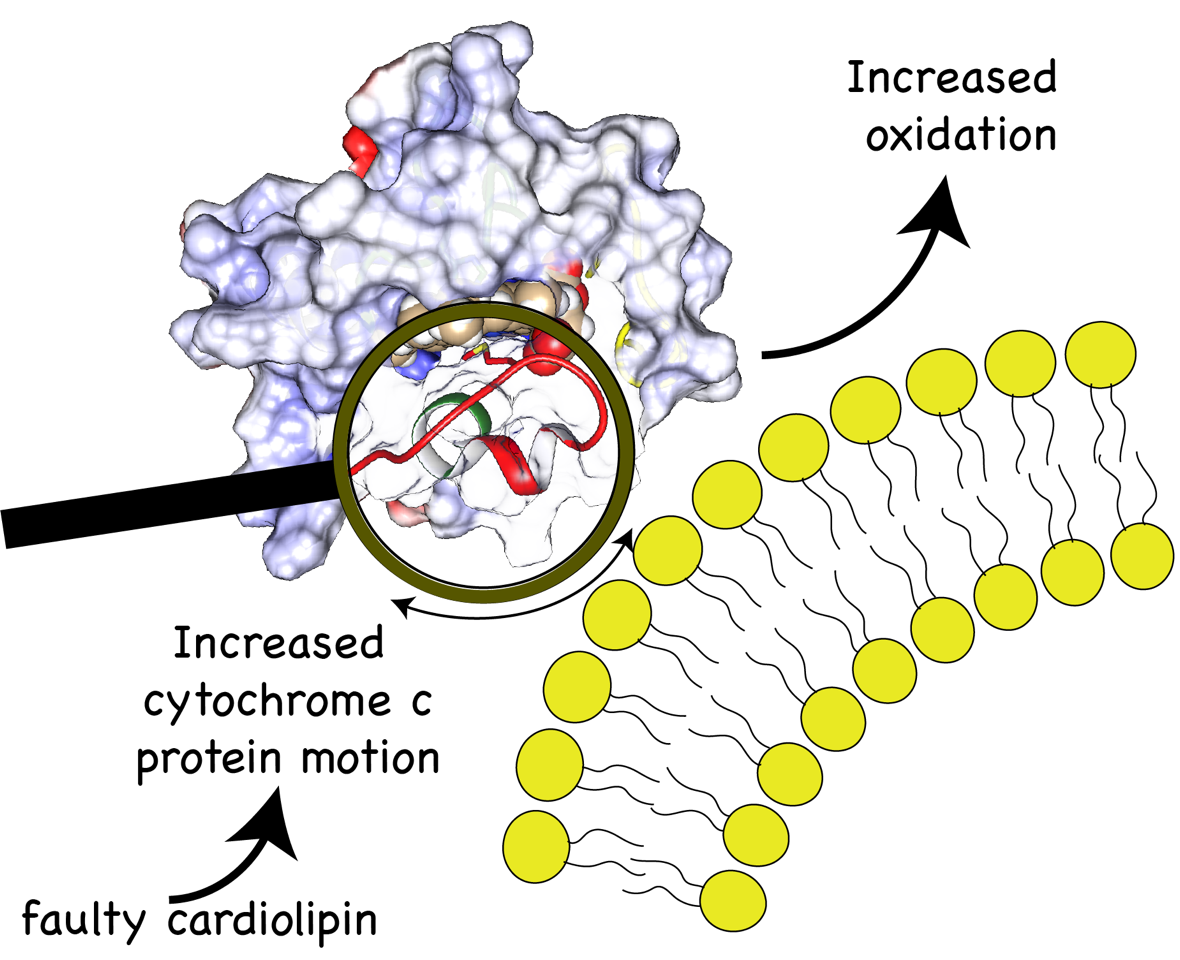 Complex of cardiolipin and cytochrome c