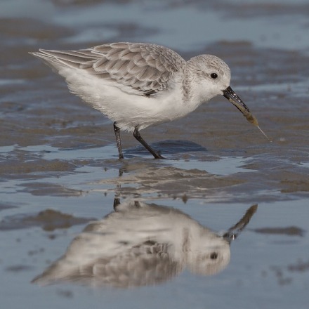 Succesvolle drieteenstrandlopers gaan voor garnaal