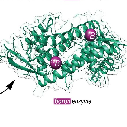University of Groningen chemists produce new-to-nature enzyme containing boron