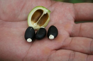 Jatropha nuts