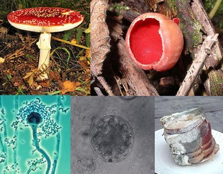 Different fungi