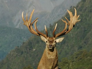 Buck with large antlers
