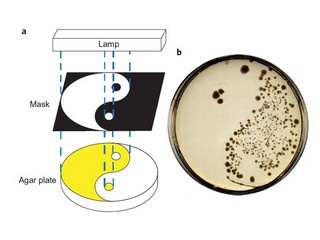 Bacteria growing in a Yin/Yang pattern