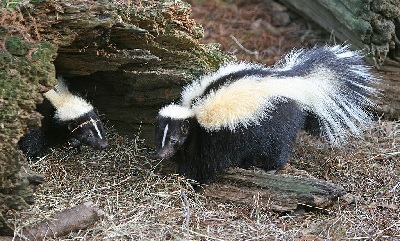 Skunk | Photo Wikimedia / Tomfriedel
