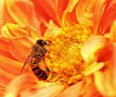 Bee collecting nectar | Photo Sajjad Fazel, Wikimedia