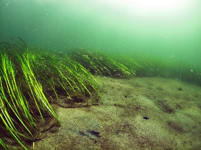 Sea grass | Photo ZEN