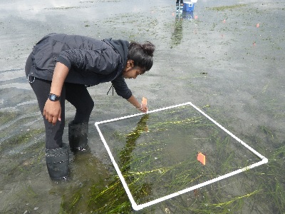Experimental plot in sea grass meadow | Photo ZEN