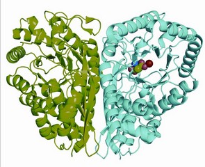 3D model van het MAL-enzym. Rechts in kleur het substraat in het actieve centrum.