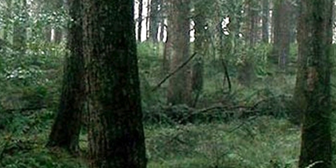Foto in een bos