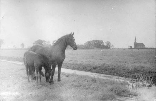 De Friese merrie Ootje en haar veulen in Echten, 1938