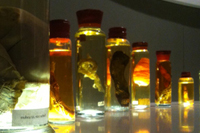 Anatomy room