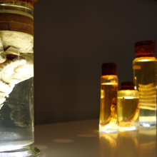 Guided tour anatomie