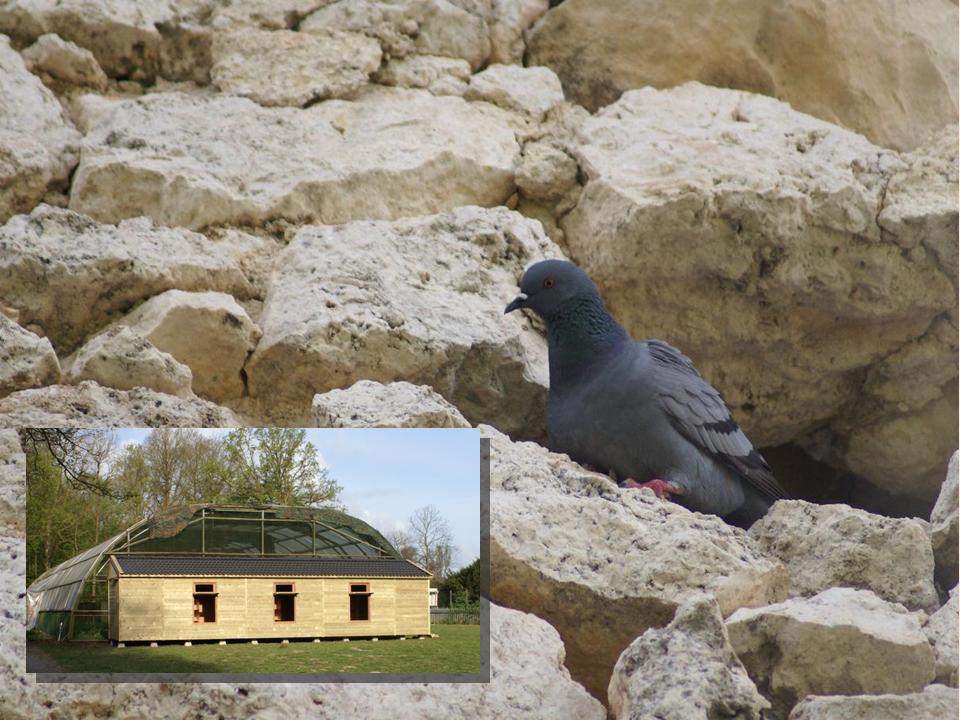 Columba Livia (in Italy) and the large semi-natural pigeon house and flight cage facility in Haren, the Netherlands