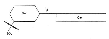 Galactosyl-3-sulfate ceramide (met de sulfaatgroep die normaal gesproken door werking van arylsulfatase A wordt afgesplitst).