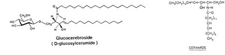 b-glucosidase