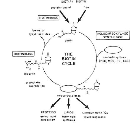 biotinidase-cycle