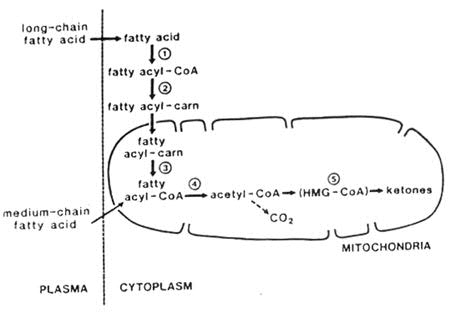 Schema