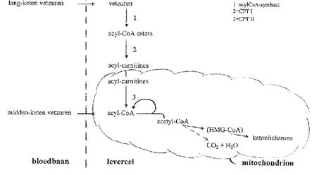 Schema