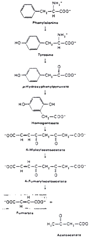 pku-grafiek2