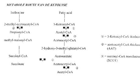 schema 1