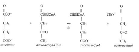 Schema 2