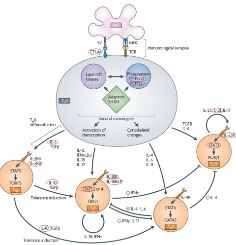 T-cell signalling pathway. Genes circled in red are associated with one or both forms of IBD
