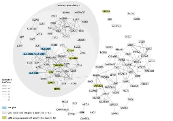 Networks of immune-related genes