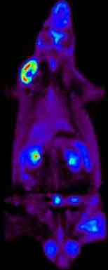 Whole-body FDG-PET scan of a Wistar rat with a tumor in the shoulder and a sterile inflammation in the contralateral hindleg. The tumor (rapidly growing) is clearly visible (above left). The inflammation can also be seen (below right). High tracer uptake is also observed in the kidneys and the testes