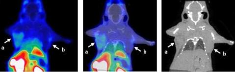Left: microPET image, right: microCT image, middle: fused microPET/CT images of a mouse bearing CT26 (b) and CT26mßGUS tumors (a). The microPET image was made with a novel ß-glucuronidase tracer, [18F]-FEAnGA