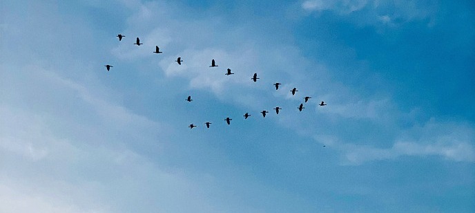 Birds in V formation