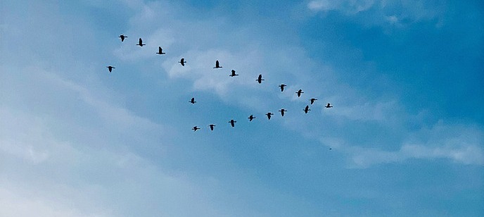 Vogels in V formatie