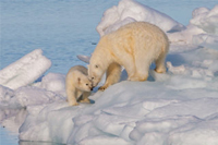 Welk effect heeft milieuverandering op de dieren op Spitsbergen?