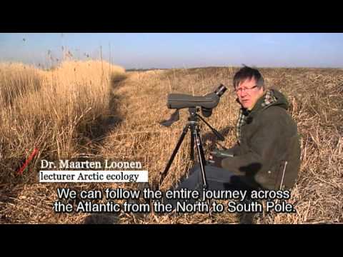 Support the Arctic tern!
