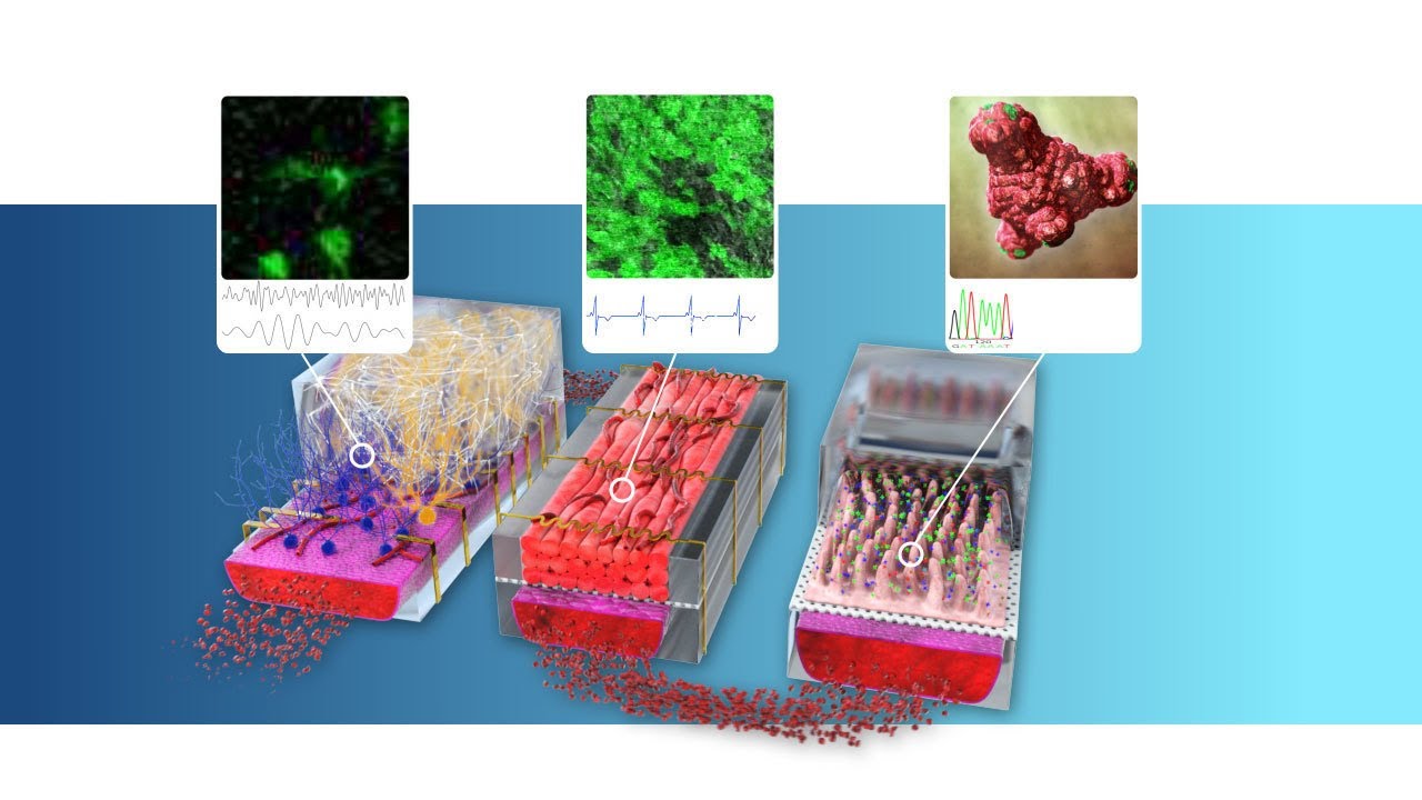 NOCI film showing organ-on-chip technology