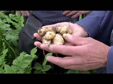 De aardappel: van knol naar zaad