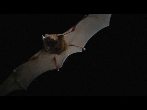 In dit filmpje legt Sir David Attenborough uit hoe vleermuizen echolocatie gebruiken om te kunnen kijken in het donker | Beeld uit DAVID ATTENBOROUGH'S CONQUEST OF THE SKIES: Triumph