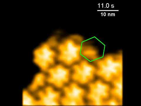 High speed-Atomic Force Microscopy of viral self-assembly