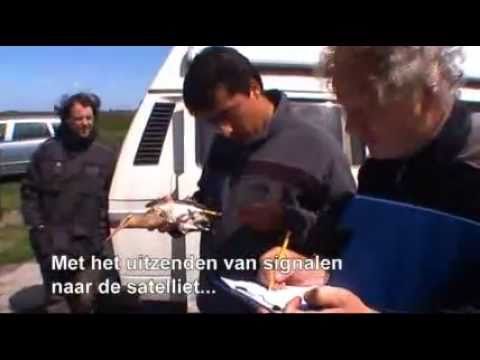 Black-tailed godwits en route to Africa with hypermodern satellite transmitters