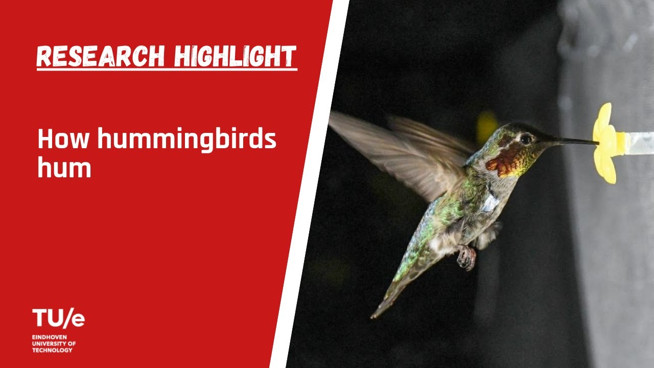 How Hummingbirds Hum
