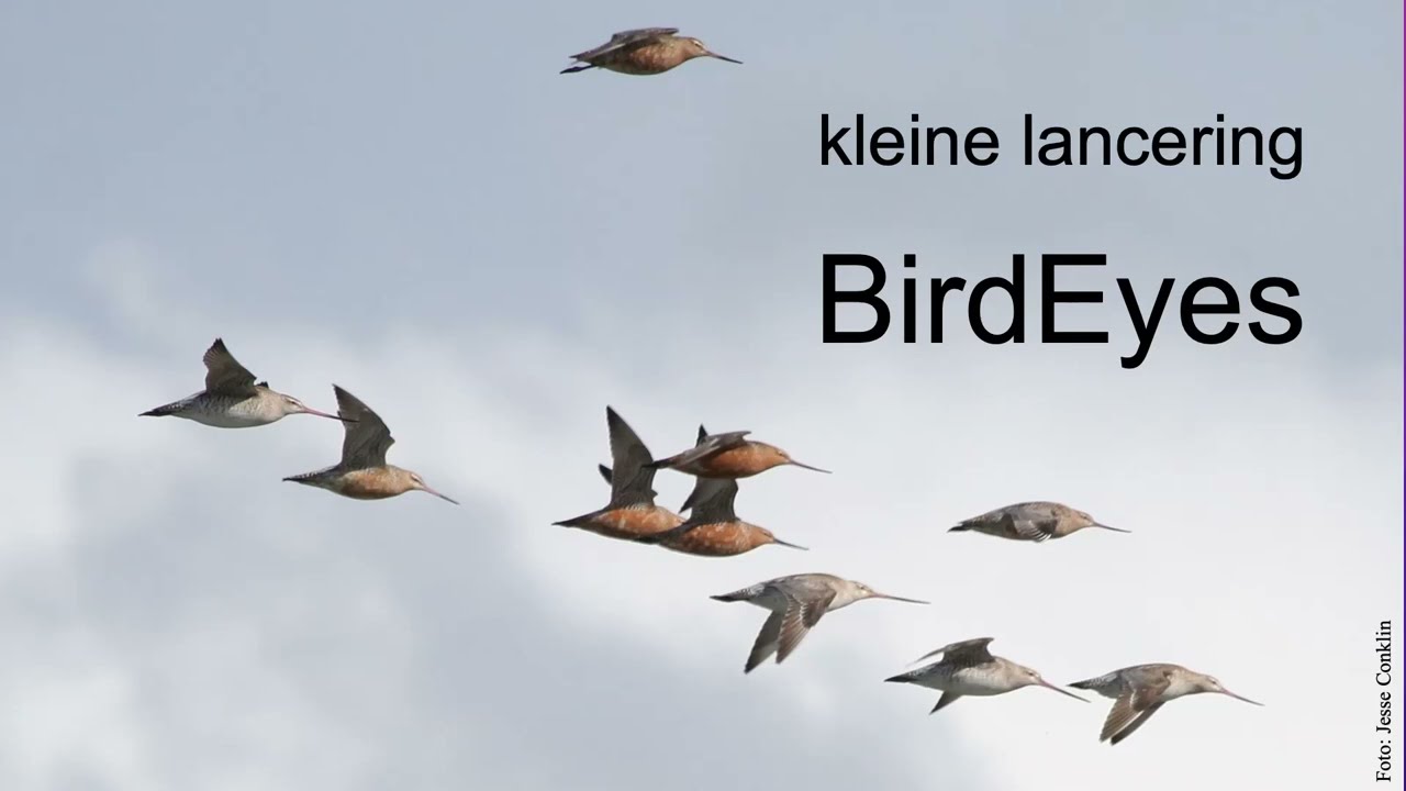 Impression of the launch of BirdEyes