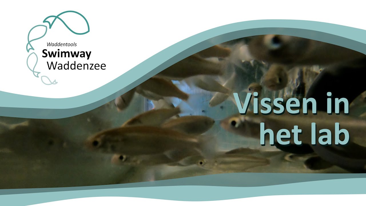 SWIMWAY WADDENZEE | Bass untersucht Fische im Labor