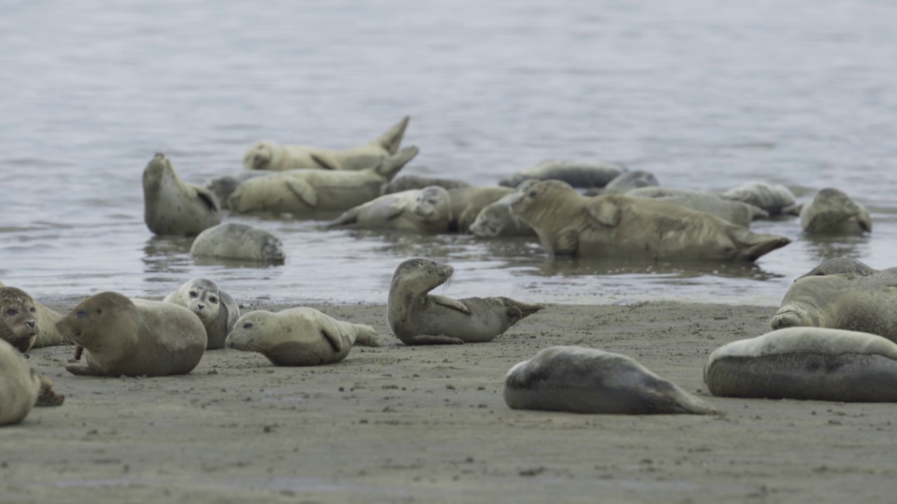 The bond between mothers and pups of common seals