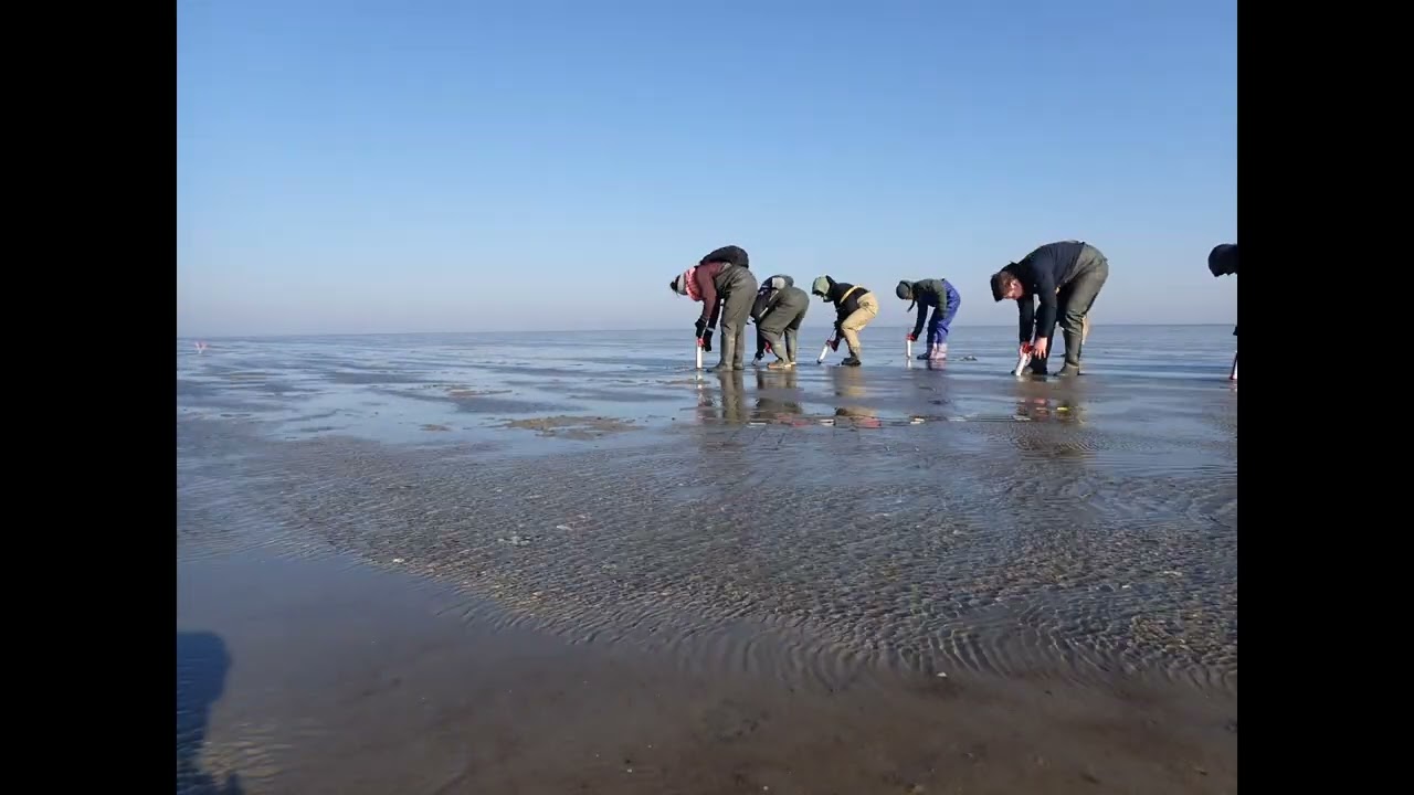 Vrijwilligers en onderzoekers spuiten met een kitspuit zeegraszaad in de zeebodem. Credits: Zeegrasherstel NL