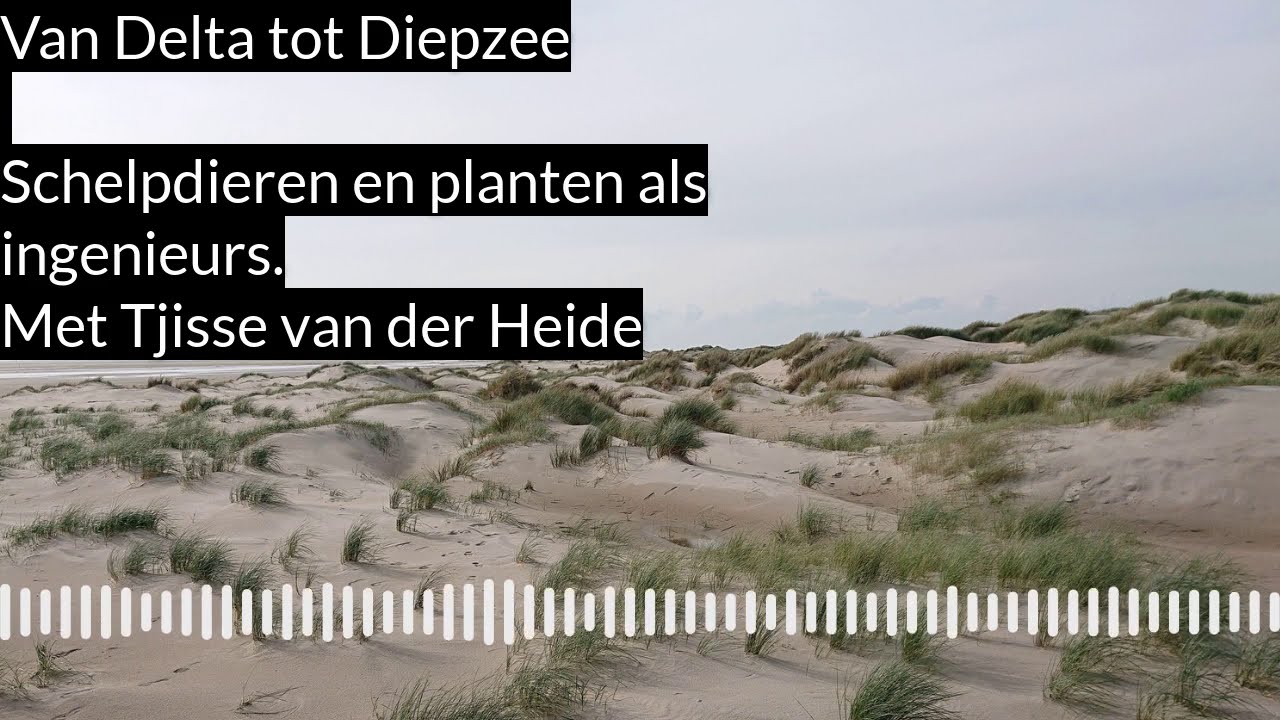 Podcast met Tjisse van der Heide over schelpdieren en planten