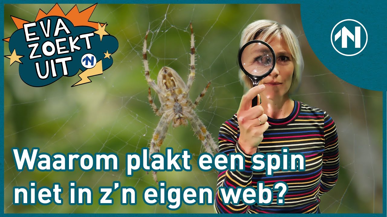 Waarom plakt een spin niet in z'n eigen web? (Dutch)