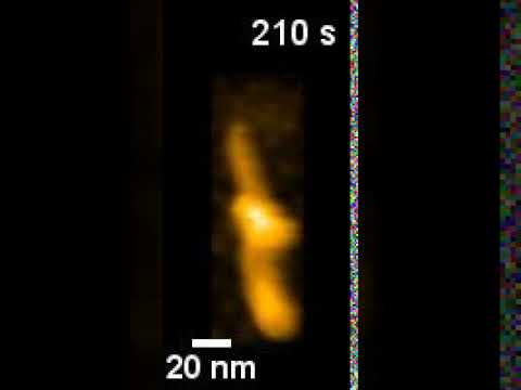 High Speed AFM movie of synthetic fiber assembly
