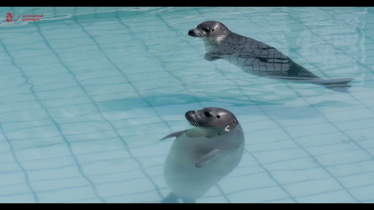 Video over Kottapalli's onderzoek naar sensoren die geïnspireerd zijn op snorharen van zeehonden
