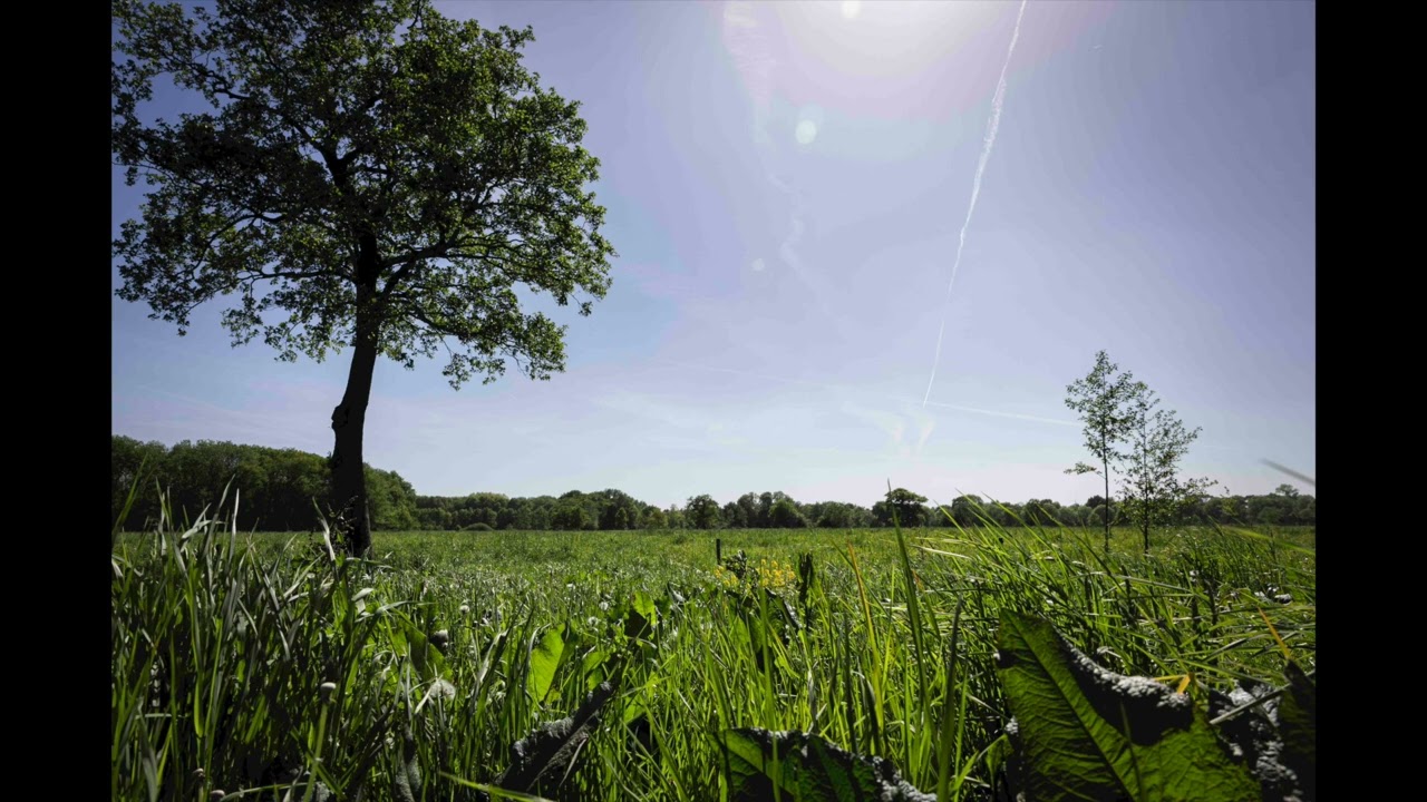 Het bodemleven is een stuk rijker onder grasland waar ook kruiden, bloemen en bomen groeien. Dat kun je zelfs hóren (zie ook kader: luisteren naar de bodem)