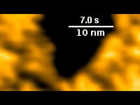 High speed Atomic Force Microscope movie of the first steps of viral self-assembly. | Wouter Roos, University of Groningen